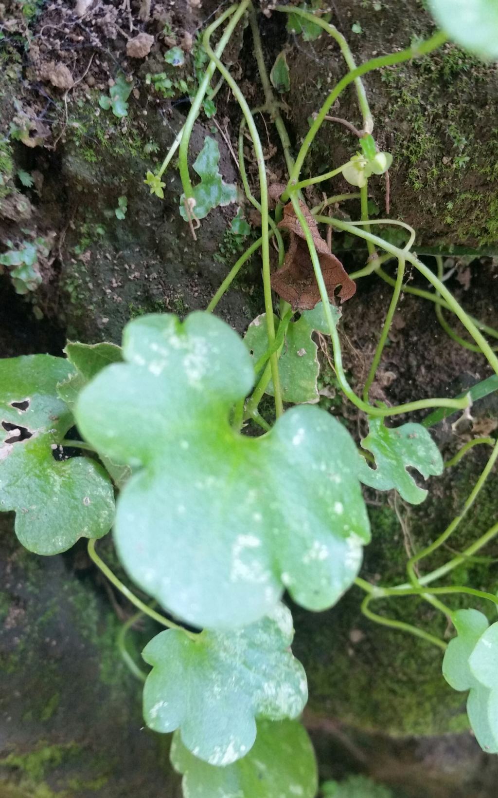 Foglie su muretto - Cymbalaria muralis